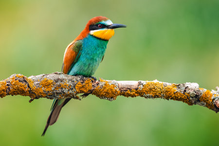 European bee eater (Merops apiaster) perched on a branchの写真素材
