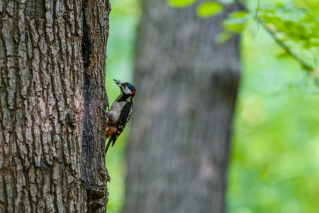 A great spotted woodpecker (Dendrocopos major) climbs a tree in the forest. It holds an insect in its beak, likely to feed its young.の写真素材