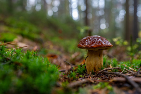 A mushroom is growing in the moss of a forest, wet from the morning dew. The background features...