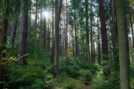 A beautiful forest scene with sunlight streaming through the trees, creating a fresh and pleasant...
