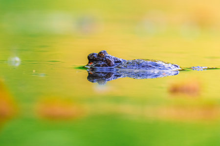 A close-up shot of a fire-bellied toad (Bombina bombina) resting on the water surface. The scene...