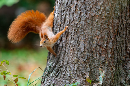 Image captures a close-up side view of a squirrel's head with a blurred background. The squirrel...