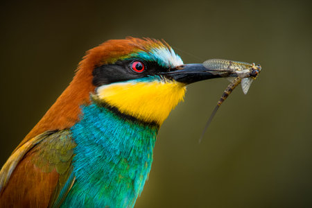 The close-up portrait features a European bee-eater (Merops apiaster) holding an insect in its beak....