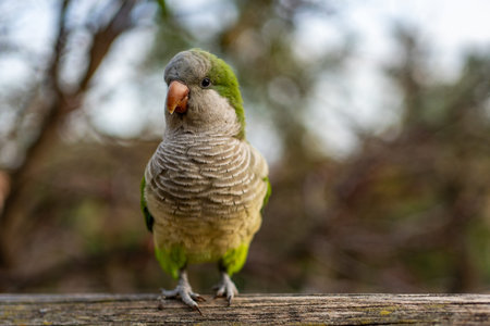 A monk parakeet (Myiopsitta monachus) is perched on a railing, taking a break. The background is...