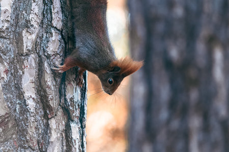 Image captures a close-up side view of a squirrel's head with a blurred background. The squirrel...