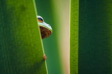 A green tree frog (Hyla arborea) is hiding behind a bulrush leaf, with only its eye visible. The...