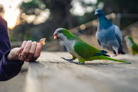 A wild Monk Parakeet (Myiopsitta monachus) is being fed by an unknown person in Barcelona. The...