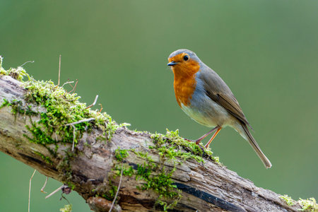 A European Robin (Erithacus rubecula) stands on a moss-covered branch and looks directly into the...