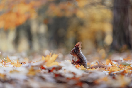 A red squirrel (Sciurus vulgaris) is sitting in autumn leaves in the forest, feeding. The scene captures the beautiful autumn colors and atmosphere with a close-up portrait and shallow depth of field.の写真素材