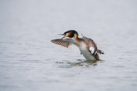 Great Crested Grebe (Podiceps cristatus) flaps wings on water. Feathers and reflection are visible.