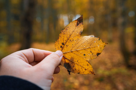 Person holds yellow maple leaf in forest. Leaf shows brown spots and veins clearly.