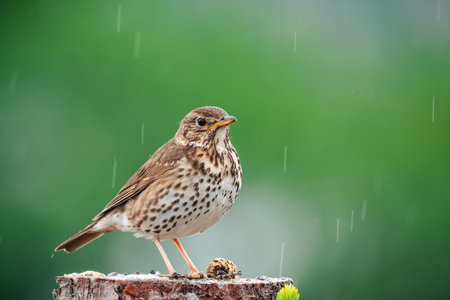 Song Thrush (Turdus philomelos) stands on a cut tree stump in rainfall. Seed and moss are visible on the stump.の写真素材