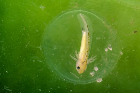 Axolotl (Ambystoma mexicanum) embryo floats in transparent egg sac. Green aquatic background is...