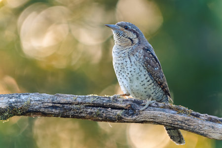 Eurasian wryneck (Jynx torquilla) sits on textured branch in forest. Sunlight creates soft bokeh...