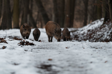 Wild Boar (Sus scrofa) moves along snowy path in forest. Multiple individuals forage among fallen leaves.の写真素材