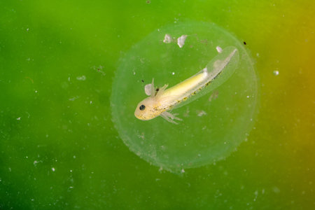 Axolotl (Ambystoma mexicanum) embryo floats inside egg membrane in aquatic environment. Green and yellow background is visible.の写真素材
