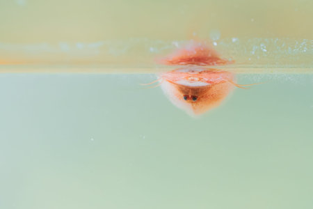Triops cancriformis moves close to water surface in aquarium. Eyes and carapace are visible.の写真素材