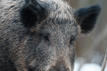Wild boar stands in forest facing camera. Thick gray fur and dark eyes are visible.
