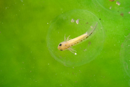 Axolotl (Ambystoma mexicanum) larva floats inside egg sac in water. Green surface and clear membrane are visible.の写真素材