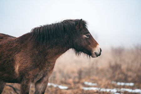 Brown horse stands in dry grass field during fog. Horse's side profile and misty background are visible.の写真素材
