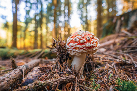 Fly agaric (Amanita muscaria) grows among pine needles in forest. Red cap with white spots is...