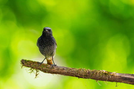 Black redstart (Phoenicurus ochruros) sits on moss-covered branch in forest. Bright green bokeh...