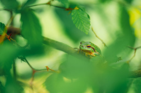 European tree frog (Hyla arborea) sits on branch in forest. Green leaves and blurred foreground...