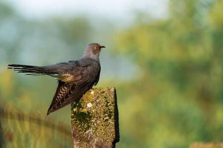 Common Cuckoo (Cuculus canorus) perches on moss-covered concrete post in natural setting. Yellow eye...