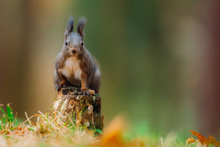 Eurasian Red Squirrel (Sciurus vulgaris) stands upright on tree stump in forest. Green grass and...