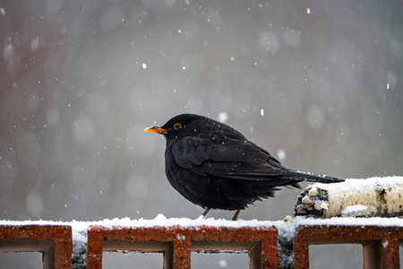 Common Blackbird (Turdus merula) stands on snowy metal fence in falling snow. Orange beak and white snowflakes are visible.の写真素材