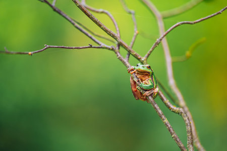 European tree frog (Hyla arborea) sits on intersecting tree branches in outdoor environment. Bright...
