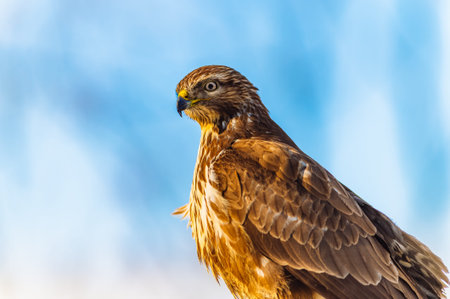 Common Buzzard (Buteo buteo) sits on branch in bright outdoor setting. Detailed brown feathers and...
