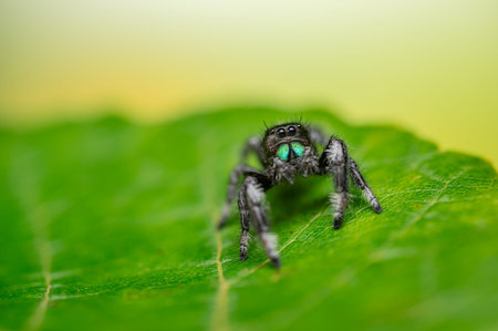 Jumping spider (Phidippus audax) stands on green leaf surface. Metallic blue-green chelicerae are...