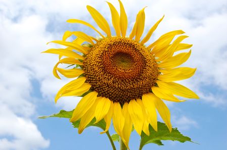 Sun Flower at The park  Thailandの写真素材