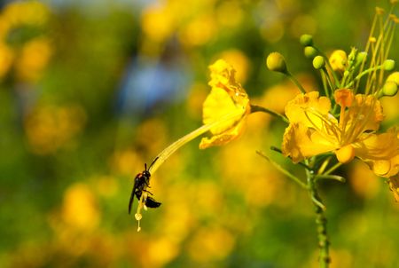 small Bug and The Yellow Flowerの写真素材