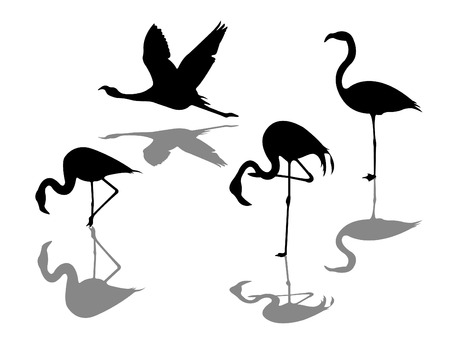 flamingo in Graphicのイラスト素材