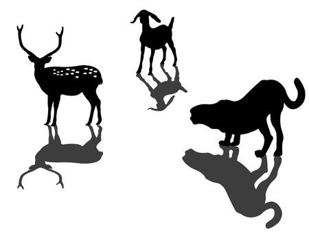 Animal and Tigerの写真素材