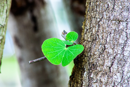 small new leaf bornの写真素材