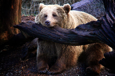 Image of a very tired bear resting its head on a tree branch