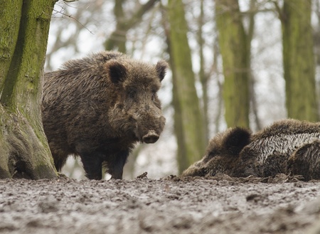 wild boar guardの写真素材