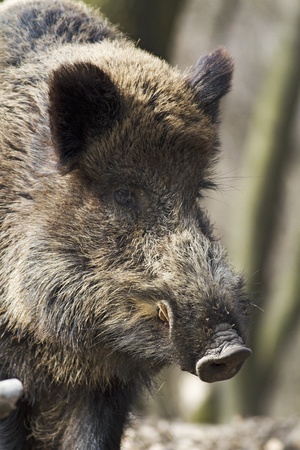 wild hog の写真素材