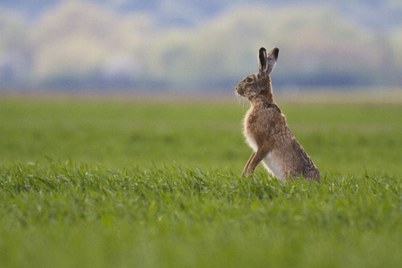 hare observing on green fieldの写真素材
