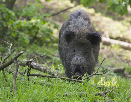 wild hog eating