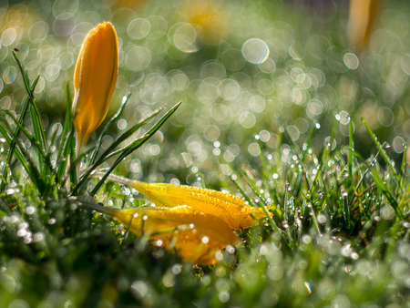yellow crocus in dew covered grassの写真素材