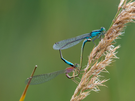 two dragonflies matingの写真素材