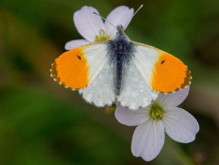 orange tip butterfly spreading wings on a flowerの写真素材