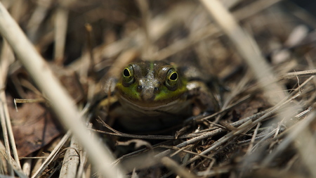 frog in between the reeds looking aroundの写真素材