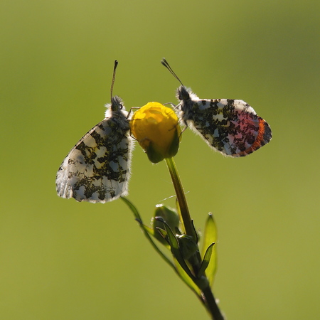 two butterflies on single flower budの写真素材