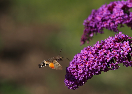hummingbird moth in flight at flowerの写真素材