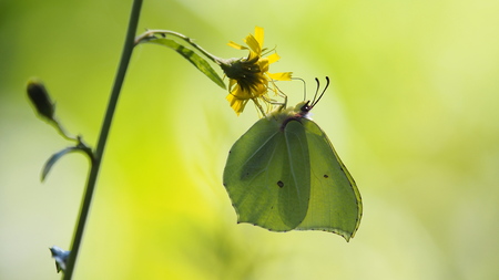 brimstone butterfly on a yellow flowerの写真素材